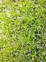 Unknown moss3